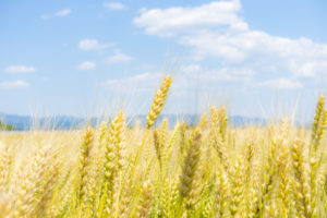 コモディティETFとは？どんなリスクがある？